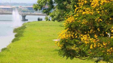 Cố đô Huế quyến rũ trong mùa hoa điệp vàng